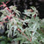 Floating Cloud ( Ukigumo ) Japanese Maple