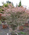 Floating Cloud ( Ukigumo ) Japanese Maple