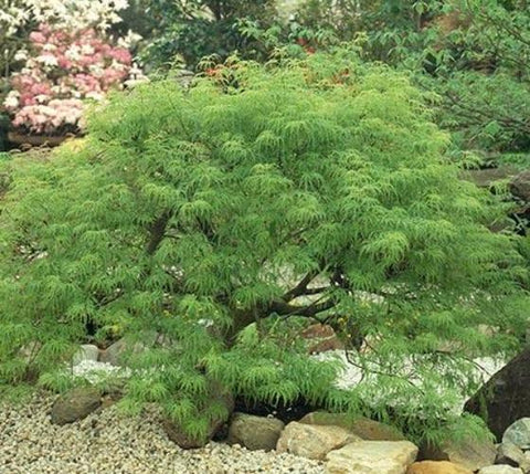 Waterfall Laceleaf Weeping Japanese Maple