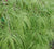  Waterfall japanese maple  acer palmatum 'waterfall'