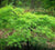  Waterfall japanese maple  acer palmatum 'waterfall'
