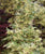Butterfly Dwarf Upright Japanese Maple