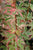 Butterfly Dwarf Upright Japanese Maple