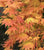 Autumn Moon ( Full Moon ) Japanese Maple