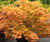 Autumn Moon ( Full Moon ) Japanese Maple