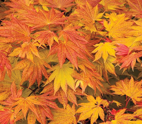 Autumn Moon ( Full Moon ) Japanese Maple