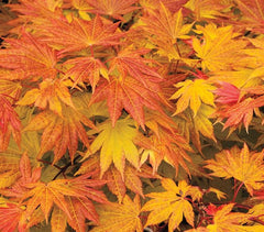 Autumn Moon ( Full Moon ) Japanese Maple