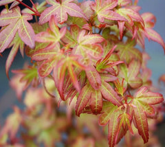 Beni Hime Dwarf Japanese Maple