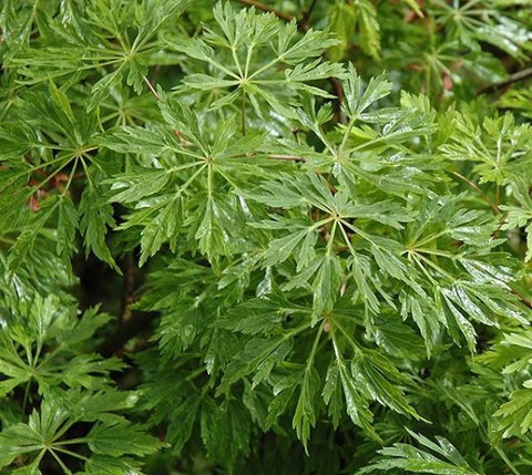 Green Cascade ( Full Moon ) Japanese Maple