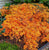 Green Cascade ( Full Moon ) Japanese Maple