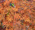 Green Cascade ( Full Moon ) Japanese Maple