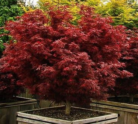Shaina Dwarf Japanese Maple