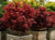 Shaina Dwarf Japanese Maple