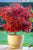Shaina Dwarf Japanese Maple