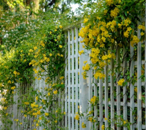 carolina jasmine plant Yellow Carolina Jasmine Vine