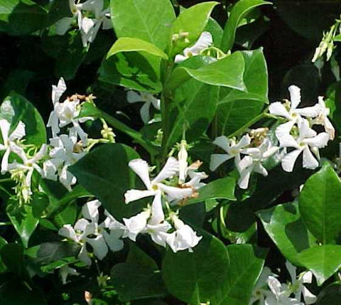 Confederate Jasmine Fragrant Vine