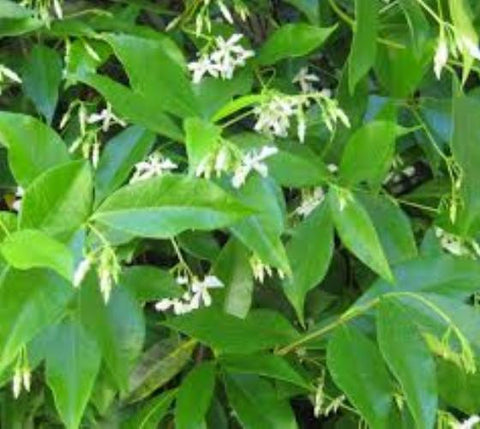 Night Blooming Jasmine ( cestrum nocturmum )