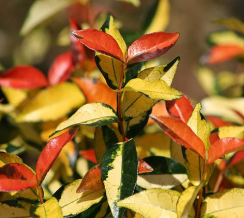 Ogon Nishiki Asian Jasmine Vine