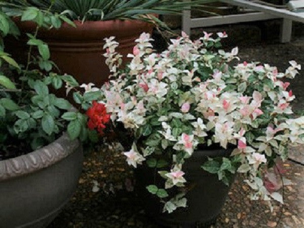 summer jasmine plant Snow N Summer™ Asian Jasmine Vine
