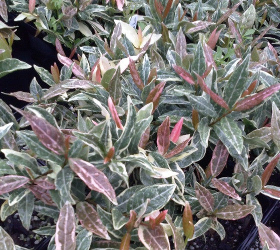 Tri Color Asian Jasmine Vine