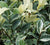 Variegated Confederate Jasmine Vine