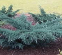 Angelica Blue Juniper Juniperus chinensis 'Angelica Blue'