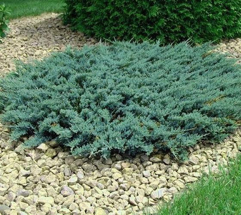 Blue Sargent Spreading Juniper