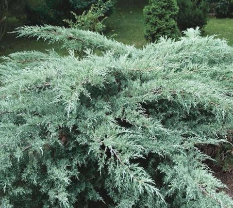 Grey Owl Spreading Juniper