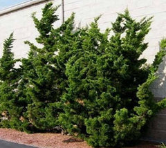 Hollywood Juniper Tree ( Kaizuka )