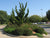 Hollywood Juniper Tree ( Kaizuka )