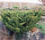 Shimpaku Dwarf Chinese Juniper Juniperus chinensis shimpaku