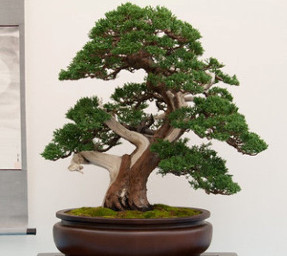 shimpaku juniper bonsai tree for sale Shimpaku Dwarf Chinese Juniper
