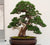 Shimpaku Dwarf Chinese Juniper Juniperus chinensis shimpaku