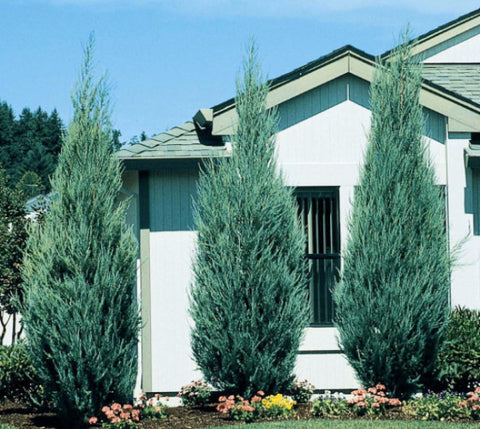 Sky Rocket Blue Juniper Tree