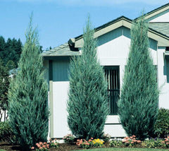 Sky Rocket Blue Juniper Tree