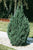 Blue Point Upright Juniper Tree