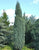 Sky Rocket Blue Juniper Tree