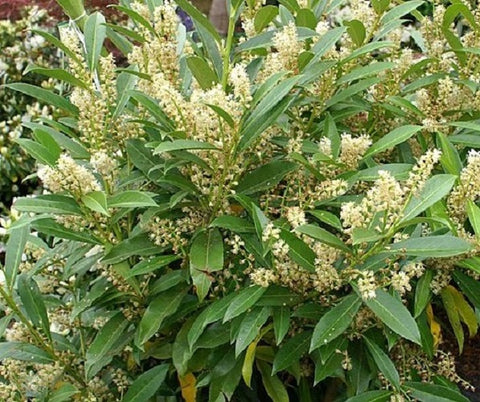 Skip Cherry Laurel ( schip )