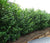 Skip Cherry Laurel ( schip )