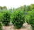 Skip Cherry Laurel ( schip )