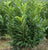 Skip Cherry Laurel ( schip )