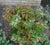Leucothoe (Agarista) populifolia