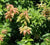 Leucothoe (Agarista) populifolia