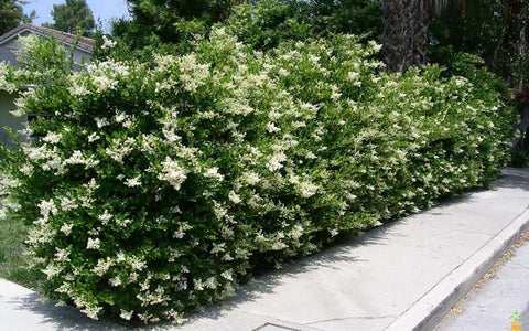 Recurve Ligustrum ( wavy leaf privet )