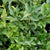 Recurve Ligustrum ligustrum japonicum recurvifolium