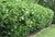 Recurve Ligustrum ligustrum japonicum recurvifolium