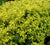 Sunshine Dwarf Ligustrum ( privet )