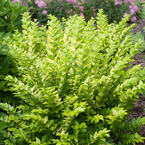 Golden Ticket® Privet Ligustrum