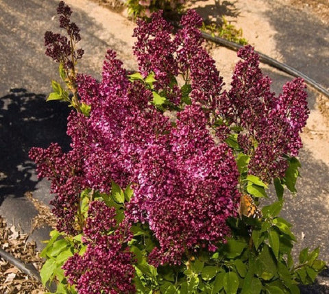 Burgundy Queen French Lilac ( syringa )
