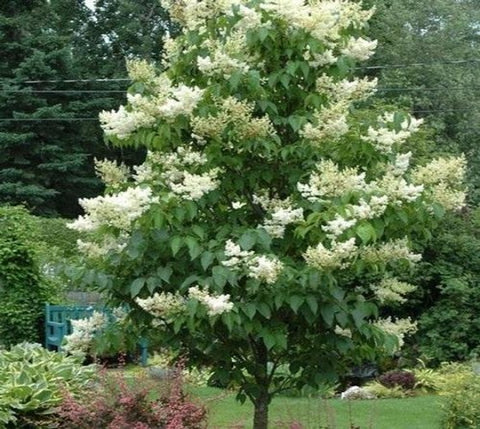 Ivory Silk Japanese Lilac Tree
